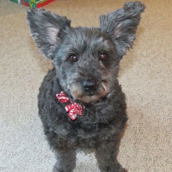 Meet your Posher, Deborah - Picture 3 of 3